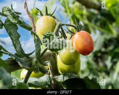 Tomate 'Crimson Plum' Solanum lycopersicum L. Reifung auf Weinreben. Eine süsse, sukkftige Pflaume im „Roma“-Stil mit reichhaltigem, tiefem Geschmack. Die Karmelpflaume wird ab Juli ernten. Im Freien in sonnenbeschienenen Küche Garten Gemüsegarten Zuteilung. Stockfoto