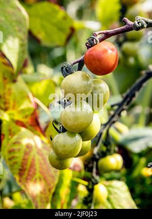 Tomate 'Crimson Cherry F1' blechfeste Kirschtomate, die am Weinstock reift, zeigt Resistenz gegen Fusarium & Verticillium. Perfekte Sorte, um außerhalb in Großbritannien angebaut zu werden Stockfoto