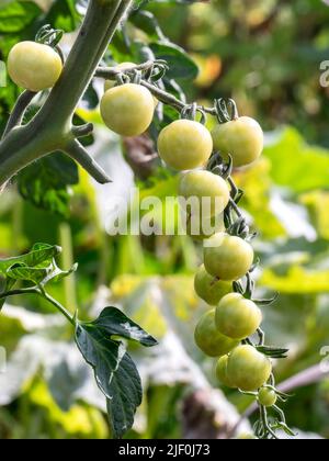 Tomatentomaten 'Crimson Cherry F1 Reifung auf der Rebe', blechfeste Kirschtomate, Resistenz gegen Fusarium & Verticillium. Perfekte Vielfalt, um in Küchengarten Zuteilung außerhalb in Großbritannien angebaut werden Stockfoto