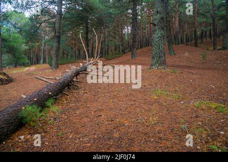 Gefallene Kiefer in einem Kiefernwald. Stockfoto