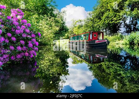 Narrowboat Holiday Barge fährt flussabwärts auf dem River Wey Surrey UK zur Papercourt Lock. Booturlaub Urlaub an einem perfekten sonnigen ruhigen Sommertag mit bunten wilden Rhododendren wachsen am Flussufer Surrey UK Stockfoto