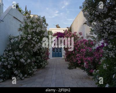 Bougainvillea Tinos Griechenland Stockfoto