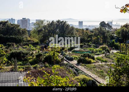 Kapstadt. 28.. Juni 2022. Das Foto vom 28. Juni 2022 zeigt einen Blick auf die Oranjezicht City Farm in der Nähe des Stadtzentrums in Kapstadt, Südafrika. Der gemeinnützige Lebensmittelgarten wurde von einer kleinen Gruppe von Anwohnern gegründet, um lokale Speisen, Kultur und Gemeinschaft durch städtische Landwirtschaft in der Stadt zu feiern. Quelle: Lyu Tianran/Xinhua/Alamy Live News Stockfoto