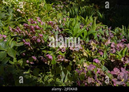 Blütenstrauß der helleborus orientalis, auch fastenrose oder orientalische Nieswurz genannt Stockfoto