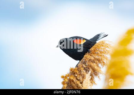 Rotflügeliger Amsel, Agelaius phoeniceus, der in einem Sumpfgebiet auf einem Schilf steht. Vogel in freier Wildbahn Stockfoto