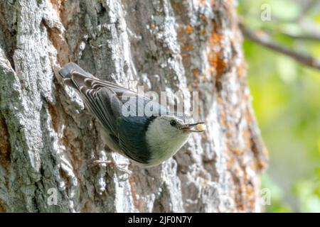 Weißbrustnuthatch, Sitta carolinensis, mit einem Mast im Mund auf einem Baumstamm. Vogel in freier Wildbahn Stockfoto