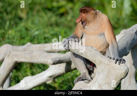 Erwachsenen männlichen Nasenaffe (Nasalis Larvatus) in Labuk Bay, Sabah, Borneo. Stockfoto