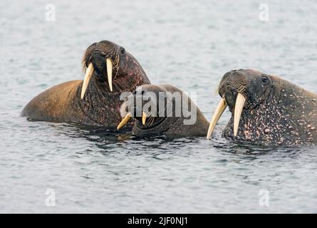 Walrus Familie in Phippsøya nördlich von Spitzbergen, Norwegen Stockfoto