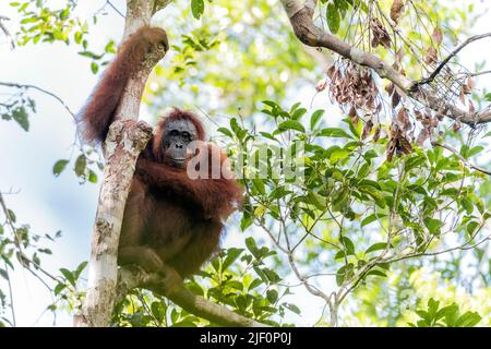 Borneo Orangutan (Pongo pygmaeus wurmbi) aus dem Tanjung Puting National Park, Kalimantan, Indonesien Stockfoto