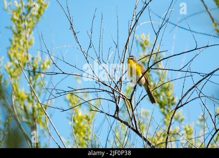 Helles Foto eines gelbbrustigen Chats, Icteria virens, der in getrockneten Ästen mit blauem Himmel starrt. Vogel in freier Wildbahn. Stockfoto