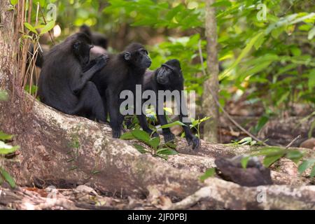 Crested Black Macaques (Macaca nigra) im Tangkoko Nature Reserve, Nord-Sulawesi, Indonesien. Stockfoto