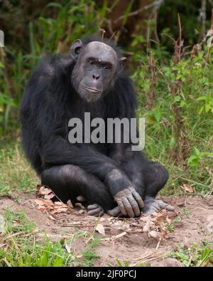 Gewöhnlicher Schimpansen (Pan troglodytes) im Ol Pejeta Conservancy, Kenia. Stockfoto