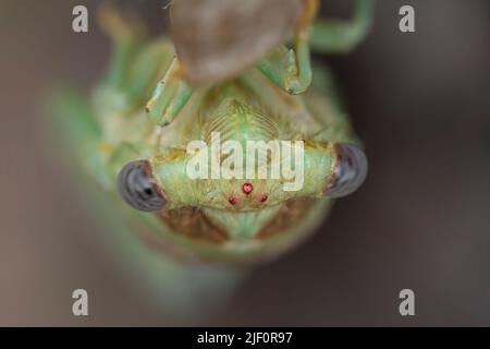 Nahaufnahme eines neu auftauchenden Zikaden-Kopfes, Metamorphose einer Zikade im Frühling. Stockfoto