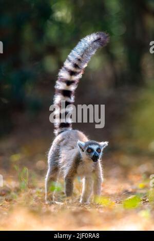 Ringschwanz-Lemur (Lemur catta) aus dem Berenty Reserve, im Süden Madagaskars. Stockfoto