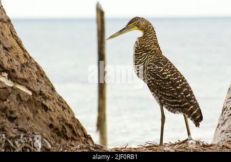 Tiger Reiher nisten an einem Strand zwischen zwei Palmen mit Karibischem Meer im Hintergrund im Sian Kaan Nationalpark in der Nähe von Tulum Stockfoto