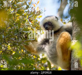 Der vom Aussterben bedrohte Diademed Sifaka (Propithecus diadema) ernährt sich im Vordach des Naturreservats Anamazaotra auf Madagaskar. Stockfoto