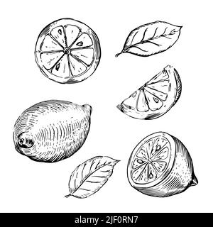 Set aus Zitronen-Skizzen, geschnittenen Zitronen und Zitronenblättern in klassischem Gravurstil auf Weiß Stock Vektor