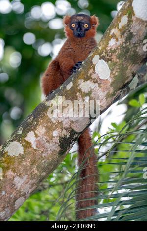 Hybrid zwischen schwarzem Lemur (Eulemur macaco) und gekröntem Lemur (Eulemur coronatus) im Palmarium Resort, Madagaskar. Stockfoto