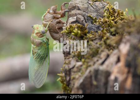 Makrobild einer neu entstandenen Zikade, Metamorphose einer Zikade im Frühling. Stockfoto