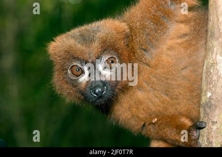 Nahaufnahme des rotbauchigen Lemurs (Eulemur rubriventer) im Wald des Palmarium Resort, Madagaskar. Stockfoto