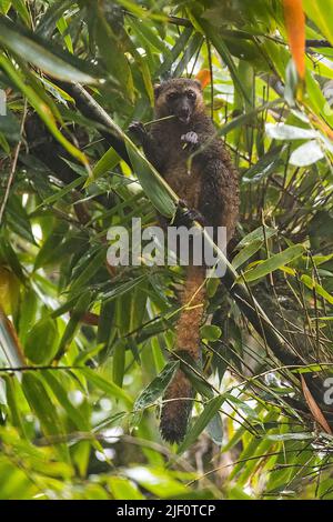 Der vom Aussterben bedrohte goldene Bambuslemur (Hapalemur aureus) ernährt sich von jungen Bambusschüssen im Ranomafana-Nationalpark im Osten Madagaskars. Stockfoto