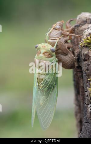 Makrobild einer neu entstandenen Zikade, Metamorphose einer Zikade im Frühling. Stockfoto