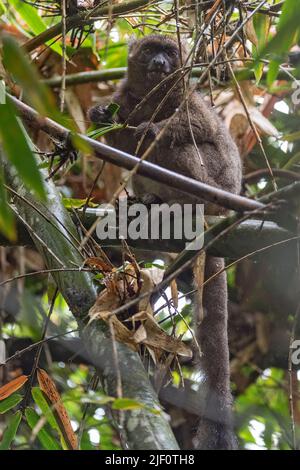 Großer Bambuslemur (Prolemur simus) aus dem Ranomafana-Nationalpark im Osten Madagaskars. Stockfoto