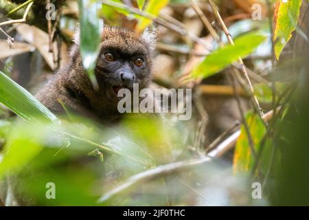 Großer Bambuslemur (Prolemur simus) aus dem Ranomafana-Nationalpark im Osten Madagaskars. Stockfoto