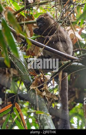 Großer Bambuslemur (Prolemur simus) aus dem Ranomafana-Nationalpark im Osten Madagaskars. Stockfoto