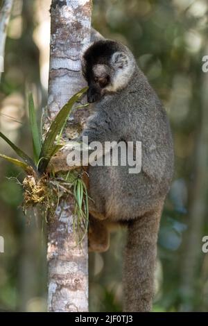 Gewöhnlicher brauner Lemur (Eulemur fulvus), der sich an einer Orchidee im Andasibe NP im Osten Madagaskars ernährt. Stockfoto