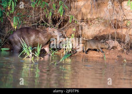 Mutter- und Jugendcapybara (Hydrochoeris hydrochaeris) am Ufer des Flusses Cuiaba, Pantanal, Brasilien. Stockfoto