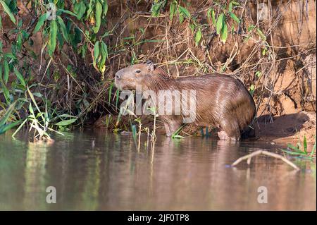 Capybara (Hydrochoeris hydrochaeris) am Ufer des Cuiaba River, Pantanal, Brasilien. Stockfoto