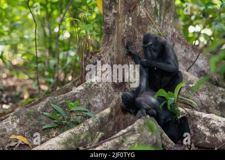 Crested Black Macaque (Macaca nigra) wird von einem anderen Affen gereinigt. Foto aus dem Tangkoko Nature Reserve, Nord Sulawesi, Indonesien. Stockfoto