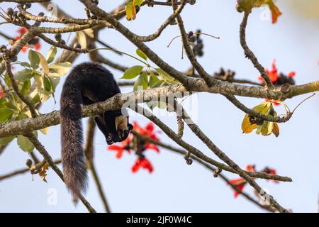 Indisches Riesenhörnchen (Ratufa indica) aus dem Kaziranga-Nationalpark, Assam, Nordostindien. Stockfoto