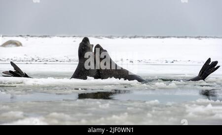 Zwei junge südliche Elefantenrobben (Mirounga leonina) üben Kämpfe in Turret Point, King George Island, South Shetland Islands, Antarktis Stockfoto