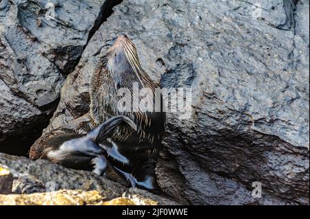 Die endemische Galapagos-Pelzrobbe (Arctocephalus galapagoensis) aus Genovesa, Galapagos. Stockfoto