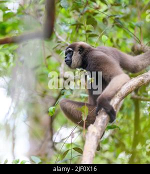 Bornean-Weißbärtiger Gibbon (Hylobates albibarbis) aus dem Tanjung Puting National Park, Kalimantan, Borneo. Stockfoto