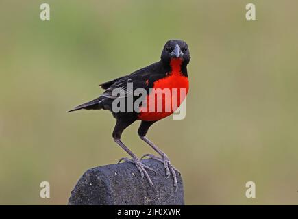 Rotbreasted Meadowlark (Leistes militaris) adulter Mann, der auf der Osa-Halbinsel, Costa Rica, am Zaun sitzt. März Stockfoto
