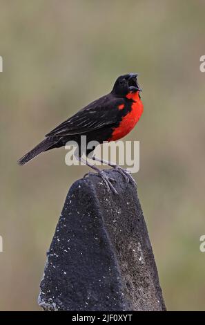 Rotbreasted Meadowlark (Leistes militaris) adulter Mann auf Zaunpfosten in Song Osa Peninsula, Costa Rica. März Stockfoto