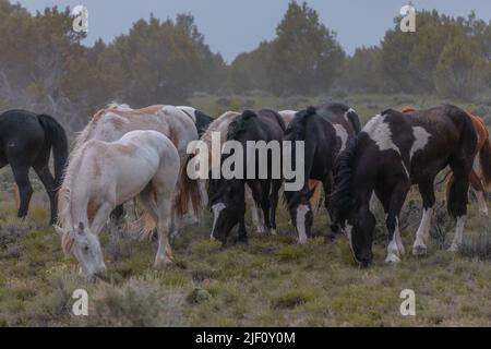 Pferdeherde in Colorado auf staubiger Landschaft. Bewegende Herde farbenfroher Ranchpferde, die auf dem Weg von den Winterweiden einen staubigen Weg machen. Bedeckter Tag. Stockfoto