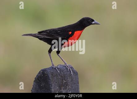 Rotbreasted Meadowlark (Leistes militaris) adulter Mann, der auf der Osa-Halbinsel, Costa Rica, am Zaun sitzt. März Stockfoto