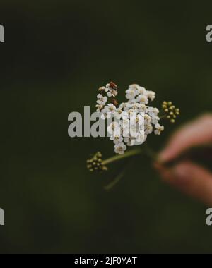 marienkäfer auf einer Blume und weibliche Hand durch grünen Hintergrund im Sommer Stockfoto