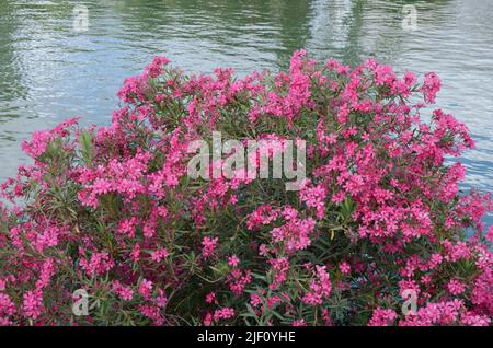 Rosa Oleanderstrauch am Ufer des Guadalquivir in Sevilla, Andalusien, Spanien. Stockfoto