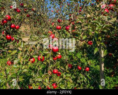 Von der Monilia fructigena infizierte Früchte Stockfoto