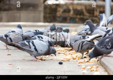 Blick aus der Nähe auf eine hungrige Taubenschar, die auf der Straße in der Stadt Brot isst. Stockfoto