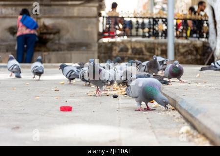 Blick aus der Nähe auf eine hungrige Taubenschar, die auf der Straße in der Stadt Brot isst. Stockfoto