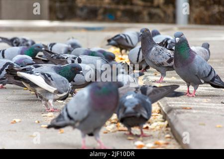 Blick aus der Nähe auf eine hungrige Taubenschar, die auf der Straße in der Stadt Brot isst. Stockfoto