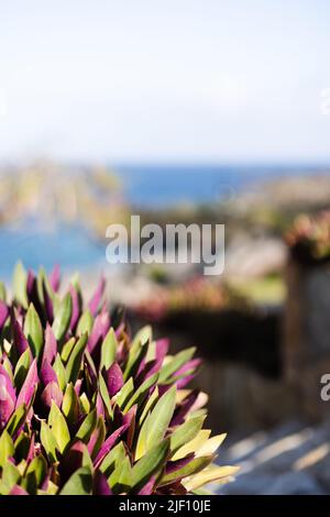 Tradescantia. Tropische Pflanze mit violetten Blättern aus der Nähe auf dem blauen Ozean Hintergrund. Stockfoto