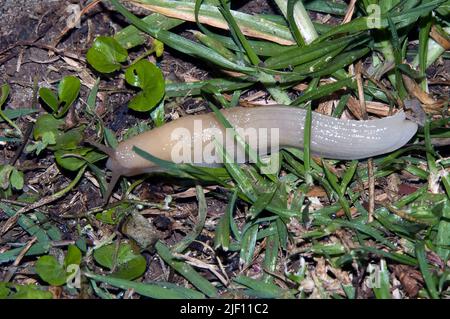 Weiße, terrestrische Schnecke (Arion sp.?) aus dem Manyara-See, Tansania. Stockfoto