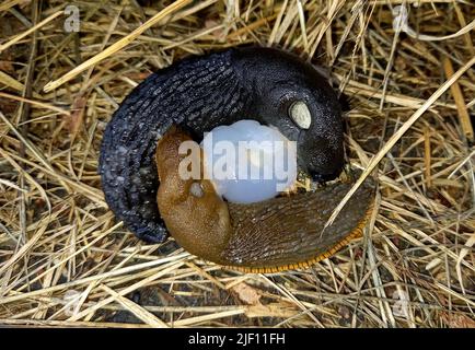 Eine portugiesische Schnecke (Arion lusitanicus) paart und kreuzt sich mit einer schwarzen Schnecke (Arion ater). Die Nacktschnecken haben verflochten, verflochten Penisse, die e ausführenden Stockfoto